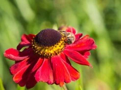 Sonnenbraut 'Kupferzwerg' -Angebote Blumen Takt Store sonnenbraut kupferzwerg m058722 w 0