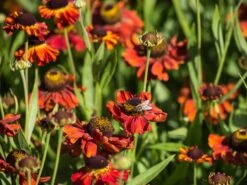 Sonnenbraut 'Kupferzwerg' -Angebote Blumen Takt Store sonnenbraut kupferzwerg m058722 w 1