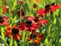 Sonnenbraut 'Kupferzwerg' -Angebote Blumen Takt Store sonnenbraut kupferzwerg m058722 w 2