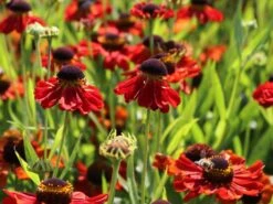 Sonnenbraut 'Kupferzwerg' -Angebote Blumen Takt Store sonnenbraut kupferzwerg m058722 w 4