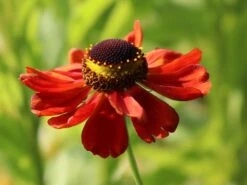 Sonnenbraut 'Kupferzwerg' -Angebote Blumen Takt Store sonnenbraut kupferzwerg m058722 w 6