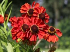 Sonnenbraut 'Kupferzwerg' -Angebote Blumen Takt Store sonnenbraut kupferzwerg m058722 w 7