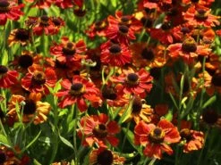 Sonnenbraut 'Kupferzwerg' -Angebote Blumen Takt Store sonnenbraut kupferzwerg m058722 w 9