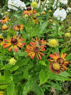 Sonnenbraut 'Loysder Wieck' -Angebote Blumen Takt Store sonnenbraut loysder wieck m058724 1040413 0