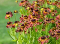 Sonnenbraut 'Loysder Wieck' -Angebote Blumen Takt Store sonnenbraut loysder wieck m058724 w 1