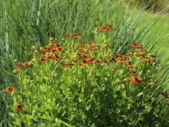 Sonnenbraut 'Loysder Wieck' -Angebote Blumen Takt Store sonnenbraut loysder wieck m058724 w 3