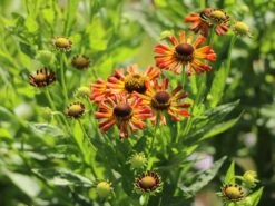 Sonnenbraut 'Loysder Wieck' -Angebote Blumen Takt Store sonnenbraut loysder wieck m058724 w 4