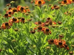 Sonnenbraut 'Loysder Wieck' -Angebote Blumen Takt Store sonnenbraut loysder wieck m058724 w 5