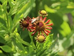 Sonnenbraut 'Loysder Wieck' -Angebote Blumen Takt Store sonnenbraut loysder wieck m058724 w 6