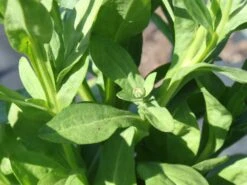 Sonnenbraut 'The Bishop' -Angebote Blumen Takt Store sonnenbraut the bishop m012395 w 1