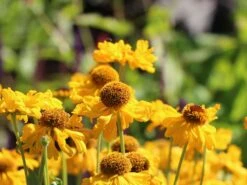 Sonnenbraut 'The Bishop' -Angebote Blumen Takt Store sonnenbraut the bishop m012395 w 2