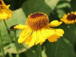 Sonnenbraut 'The Bishop' -Angebote Blumen Takt Store sonnenbraut the bishop m012395 w 3