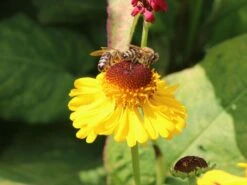 Sonnenbraut 'The Bishop' -Angebote Blumen Takt Store sonnenbraut the bishop m012395 w 4