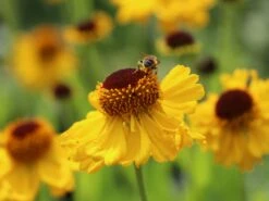 Sonnenbraut 'The Bishop' -Angebote Blumen Takt Store sonnenbraut the bishop m012395 w 5