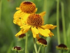 Sonnenbraut 'The Bishop' -Angebote Blumen Takt Store sonnenbraut the bishop m012395 w 6