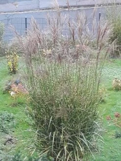 Stachelschweingras / Zebraschilf 'Strictus' -Angebote Blumen Takt Store stachelschweingras zebraschilf strictus m009063 1058284 0