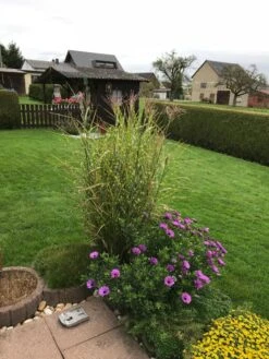 Stachelschweingras / Zebraschilf 'Strictus' -Angebote Blumen Takt Store stachelschweingras zebraschilf strictus m009063 193676 0