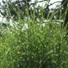 Stachelschweingras / Zebraschilf 'Strictus' -Angebote Blumen Takt Store stachelschweingras zebraschilf strictus m009063 h 0