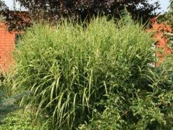 Stachelschweingras / Zebraschilf 'Strictus' -Angebote Blumen Takt Store stachelschweingras zebraschilf strictus m009063 w 0