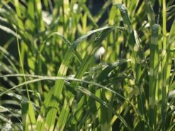 Stachelschweingras / Zebraschilf 'Strictus' -Angebote Blumen Takt Store stachelschweingras zebraschilf strictus m009063 w 1