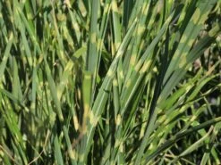 Stachelschweingras / Zebraschilf 'Strictus' -Angebote Blumen Takt Store stachelschweingras zebraschilf strictus m009063 w 2