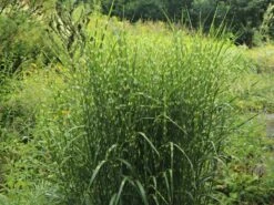 Stachelschweingras / Zebraschilf 'Strictus' -Angebote Blumen Takt Store stachelschweingras zebraschilf strictus m009063 w 3