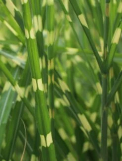 Stachelschweingras / Zebraschilf 'Strictus' -Angebote Blumen Takt Store stachelschweingras zebraschilf strictus m009063 w 4