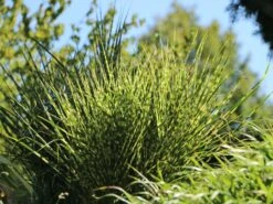Stachelschweingras / Zebraschilf 'Strictus' -Angebote Blumen Takt Store stachelschweingras zebraschilf strictus m009063 w 6