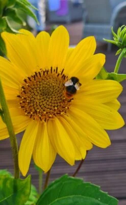 Stauden-Sonnenblume 'Capenoch Star' -Angebote Blumen Takt Store stauden sonnenblume capenoch star m012399 1354594 0