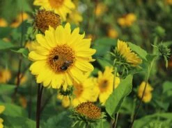 Stauden-Sonnenblume 'Capenoch Star' -Angebote Blumen Takt Store stauden sonnenblume capenoch star m012399 w 0