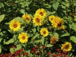 Stauden-Sonnenblume 'Capenoch Star' -Angebote Blumen Takt Store stauden sonnenblume capenoch star m012399 w 1