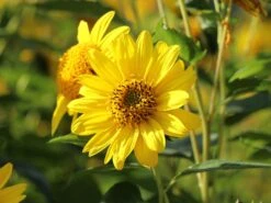 Stauden-Sonnenblume 'Capenoch Star' -Angebote Blumen Takt Store stauden sonnenblume capenoch star m012399 w 10