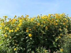 Stauden-Sonnenblume 'Capenoch Star' -Angebote Blumen Takt Store stauden sonnenblume capenoch star m012399 w 11