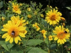 Stauden-Sonnenblume 'Capenoch Star' -Angebote Blumen Takt Store stauden sonnenblume capenoch star m012399 w 3