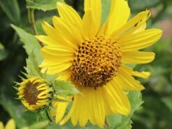 Stauden-Sonnenblume 'Capenoch Star' -Angebote Blumen Takt Store stauden sonnenblume capenoch star m012399 w 5