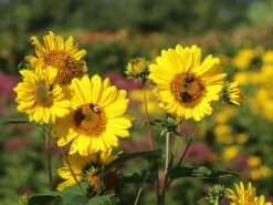 Stauden-Sonnenblume 'Capenoch Star' -Angebote Blumen Takt Store stauden sonnenblume capenoch star m012399 w 7