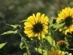 Stauden-Sonnenblume 'Capenoch Star' -Angebote Blumen Takt Store stauden sonnenblume capenoch star m012399 w 8