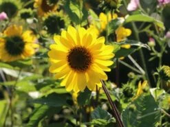 Stauden-Sonnenblume 'Capenoch Star' -Angebote Blumen Takt Store stauden sonnenblume capenoch star m012399 w 9