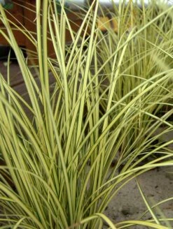 Steife Segge 'Aurea' -Angebote Blumen Takt Store steife segge aurea m058058 w 0