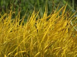 Steife Segge 'Aurea' -Angebote Blumen Takt Store steife segge aurea m058058 w 1