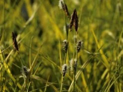 Steife Segge 'Aurea' -Angebote Blumen Takt Store steife segge aurea m058058 w 2