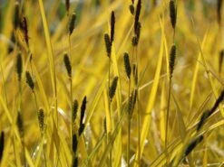 Steife Segge 'Aurea' -Angebote Blumen Takt Store steife segge aurea m058058 w 3