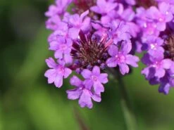 Steifes Eisenkraut 'Venosa' -Angebote Blumen Takt Store steifes eisenkraut venosa m104424 w 3