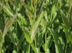 Steifes Eisenkraut 'Venosa' -Angebote Blumen Takt Store steifes eisenkraut venosa m104424 w 6