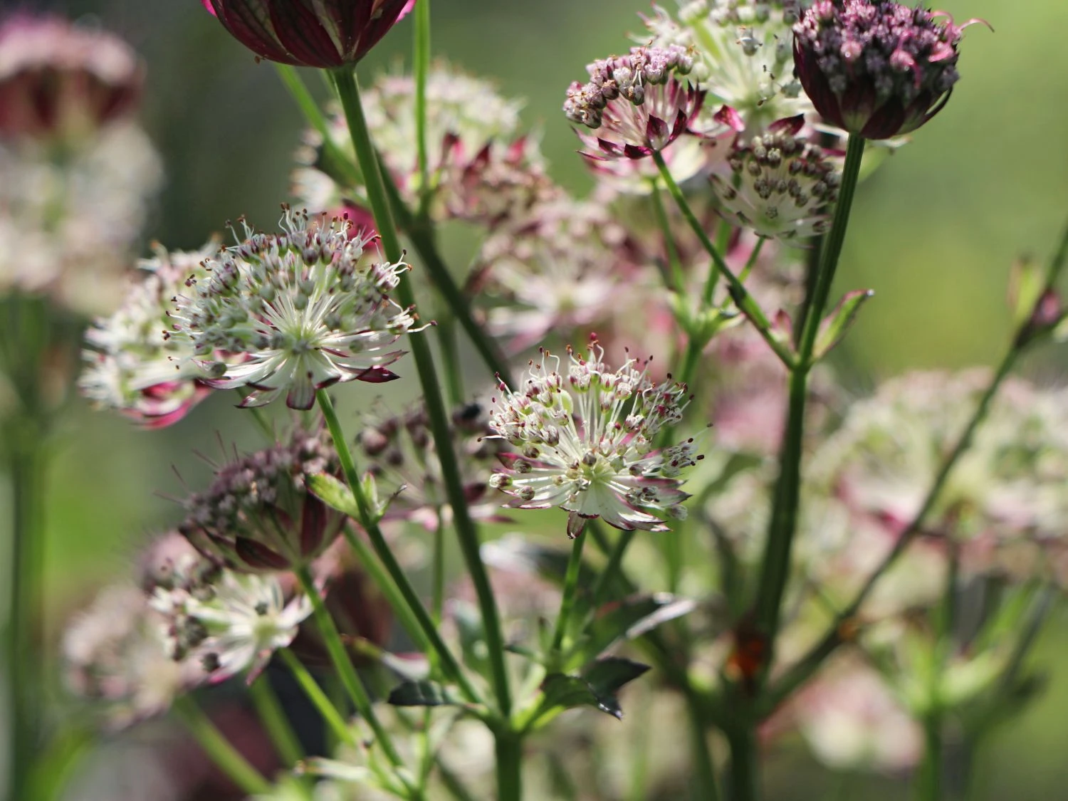 Sterndolde 'Star Of Passion' 3 Sterndolde 'Star Of Passion'