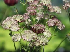 Sterndolde 'Star Of Passion' 10 Sterndolde 'Star Of Passion' -Angebote Blumen Takt Store sterndolde star of passion m076373 w 0