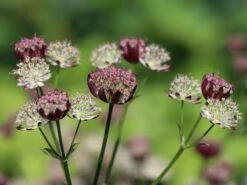 Sterndolde 'Star Of Passion' 8 Sterndolde 'Star Of Passion' -Angebote Blumen Takt Store sterndolde star of passion m076373 w 1