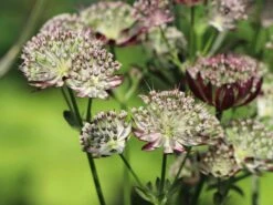 Sterndolde 'Star Of Passion' 9 Sterndolde 'Star Of Passion' -Angebote Blumen Takt Store sterndolde star of passion m076373 w 2