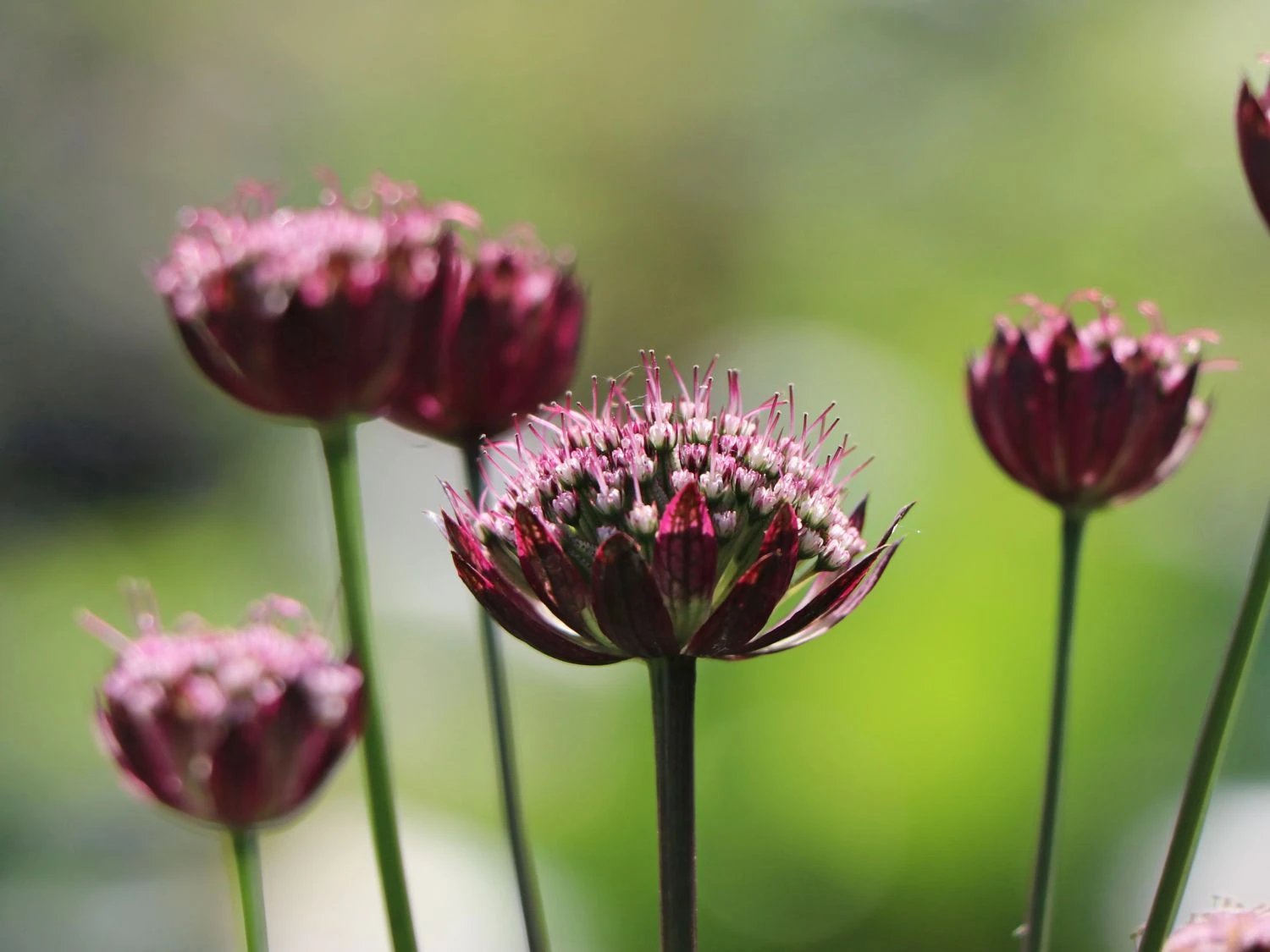Sterndolde 'Star Of Passion' 7 Sterndolde 'Star Of Passion' – Bild 5