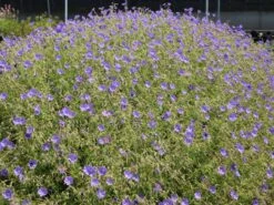 Storchschnabel 'Brookside' -Angebote Blumen Takt Store storchschnabel brookside m058627 w 0